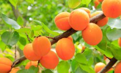 Можно ли абрикосы и персики кормящей маме?
