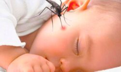 Ребенок расчесал укус комара занес инфекцию