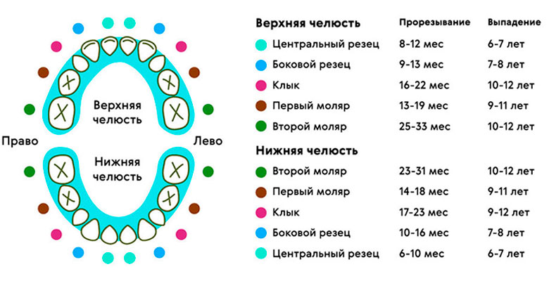 Прорезывание жевательных зубов у детей