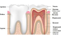 Схема строения зубов человека