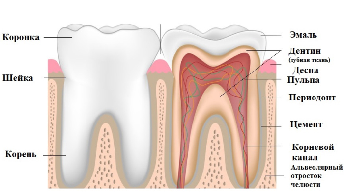 Схема строения зубов человека